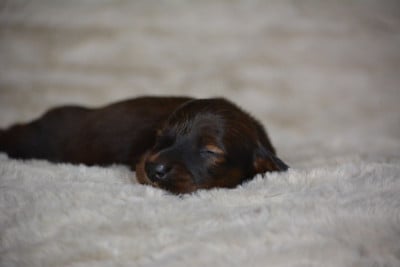 Les chiots de Teckel poil long