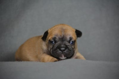 Les chiots de Bouledogue français