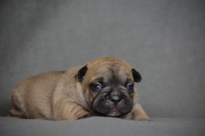Les chiots de Bouledogue français
