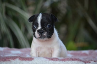 Les chiots de Bouledogue français
