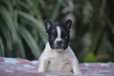 Les chiots de Bouledogue français