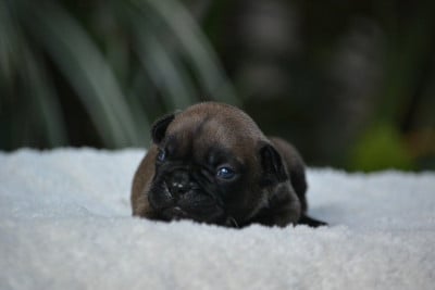 Les chiots de Bouledogue français