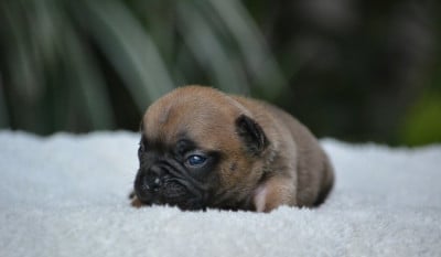 Les chiots de Bouledogue français
