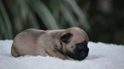 Les chiots de Bouledogue français