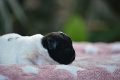 Bouledogue français