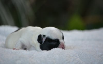 Les chiots de Bouledogue français