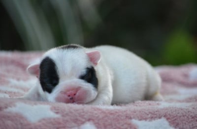 Les chiots de Bouledogue français