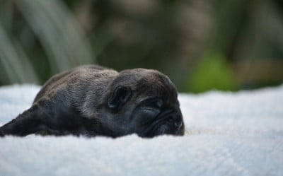 Les chiots de Bouledogue français