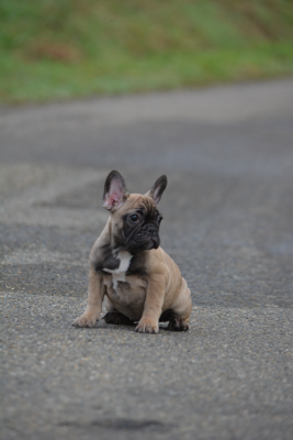 Les chiots de Bouledogue français