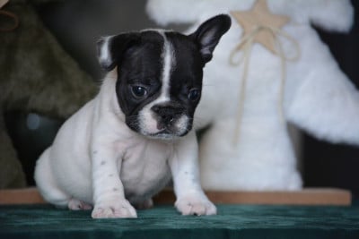 Les chiots de Bouledogue français