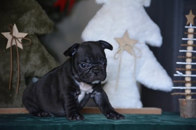 Les chiots de Bouledogue français
