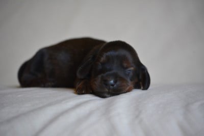 Les chiots de Teckel poil long