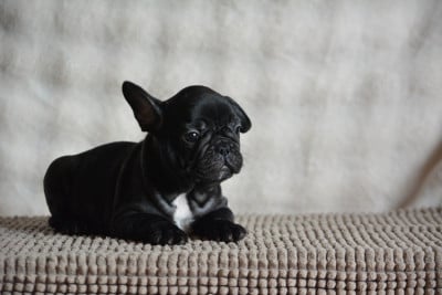 Les chiots de Bouledogue français