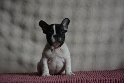 Les chiots de Bouledogue français