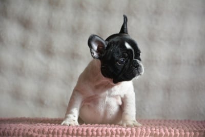 Les chiots de Bouledogue français