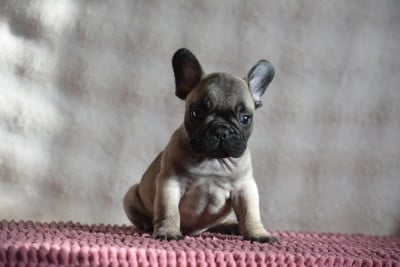 Les chiots de Bouledogue français