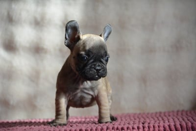 Les chiots de Bouledogue français