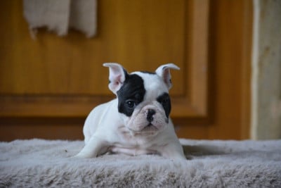Les chiots de Bouledogue français