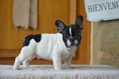 Les chiots de Bouledogue français