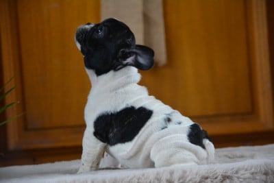 Les chiots de Bouledogue français