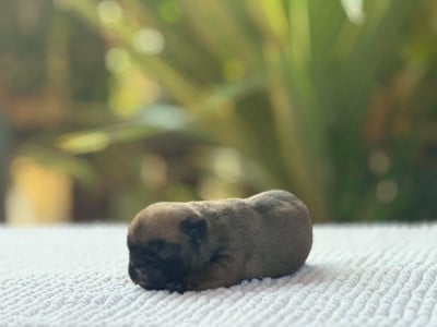 Les chiots de Bouledogue français