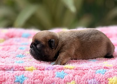 Les chiots de Bouledogue français