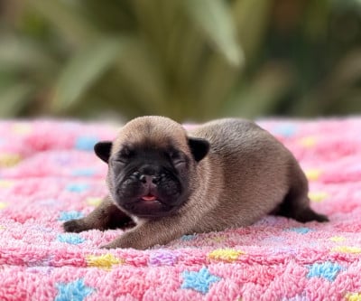 Les chiots de Bouledogue français