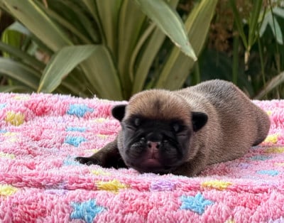 Les chiots de Bouledogue français