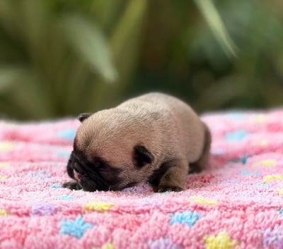 Les chiots de Bouledogue français