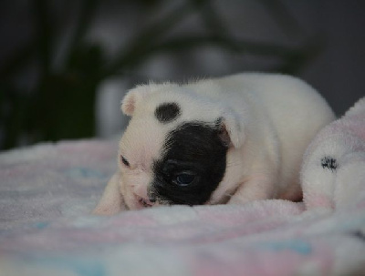 Les chiots de Bouledogue français