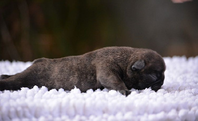 Les chiots de Bouledogue français