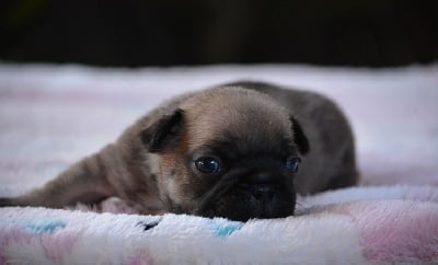 Les chiots de Bouledogue français