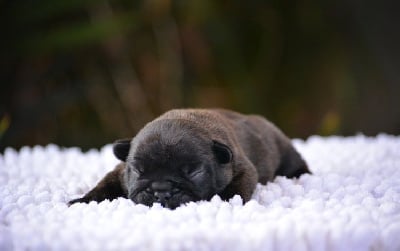Les chiots de Bouledogue français
