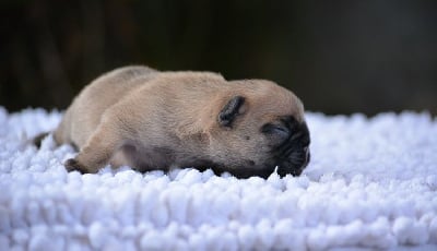 Les chiots de Bouledogue français