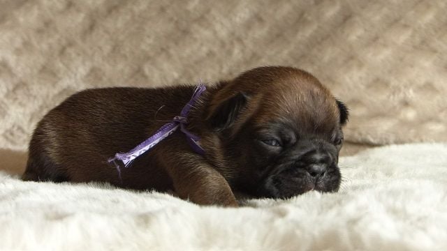 Satanée Alexis Carrington