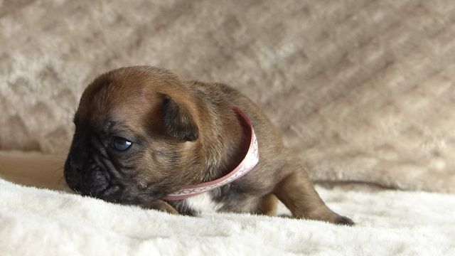 Sauvage Kirby Anders