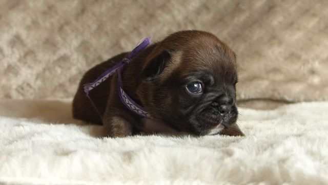 Satanée Alexis Carrington