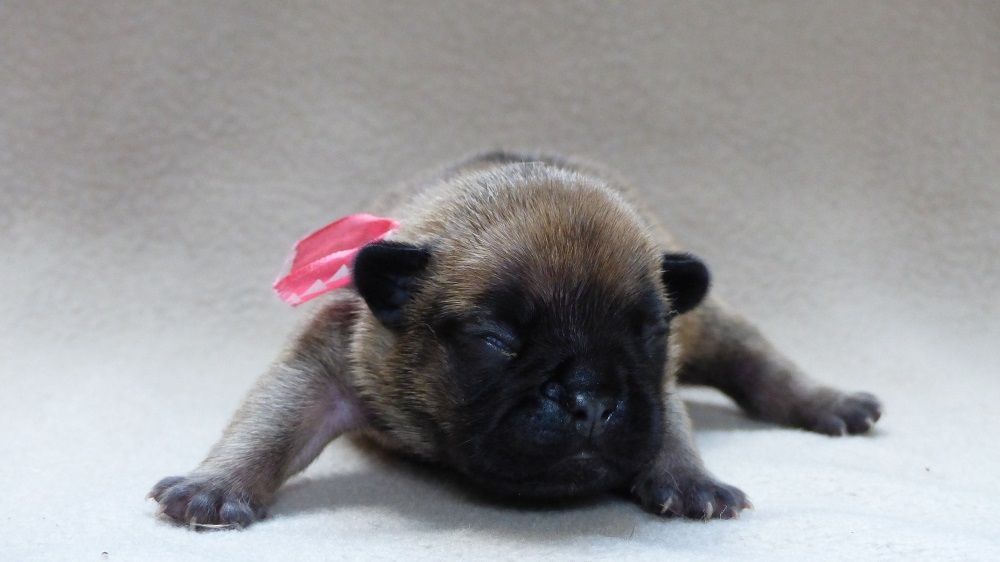 Sois Belle et Tais Toi