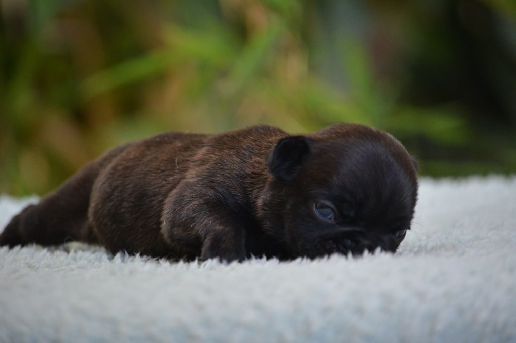 Bouledogue français - du Chevalier Gascon