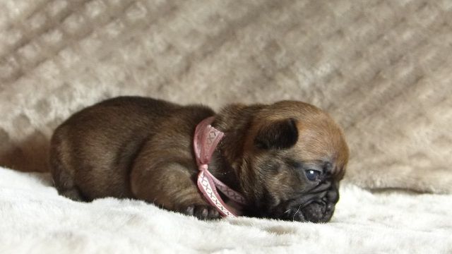 Sauvage Kirby Anders