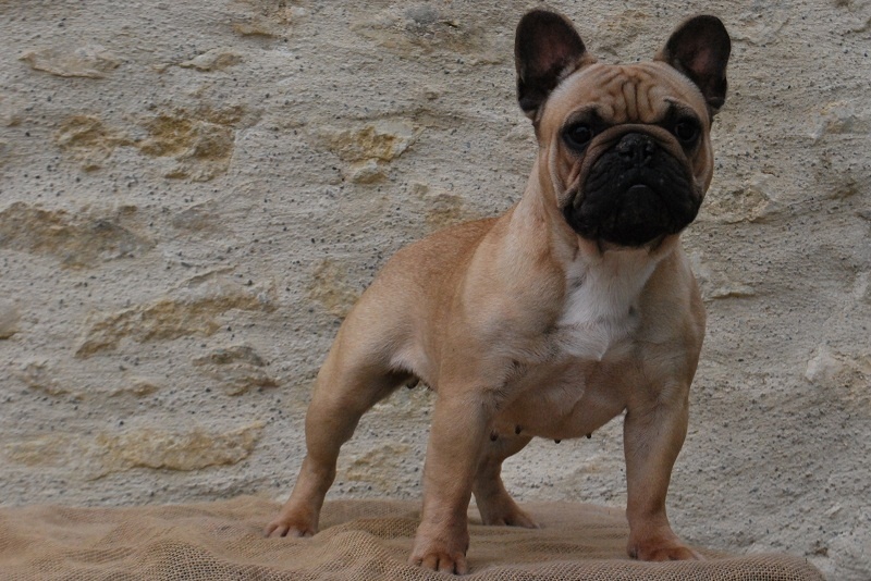 Fleur de lys du Chant de l'Elfe - 3° TB - CIF