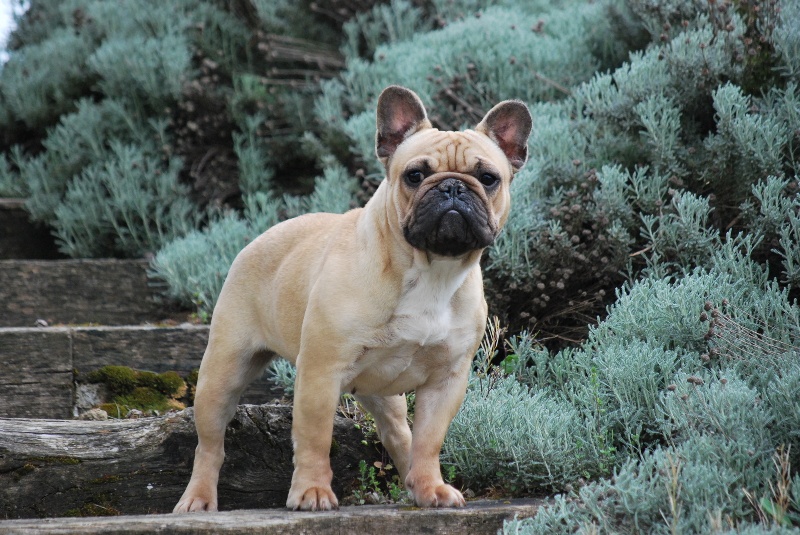 Fleur de lys du Chant de l'Elfe - 2° Exc - CJF