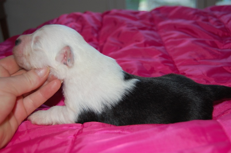 Publication : de la Coupe de Cristal