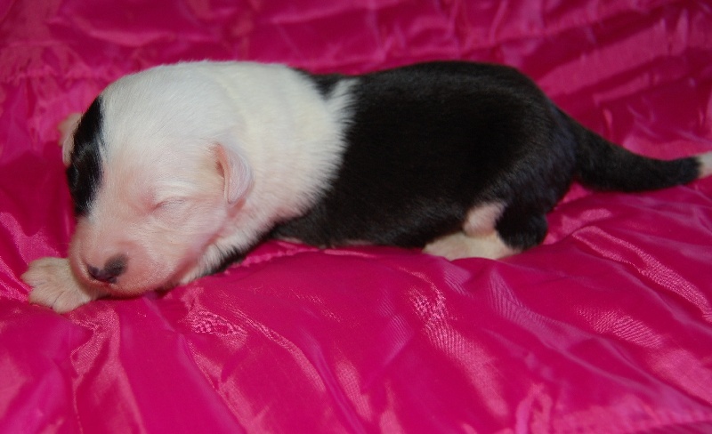 Publication : de la Coupe de Cristal