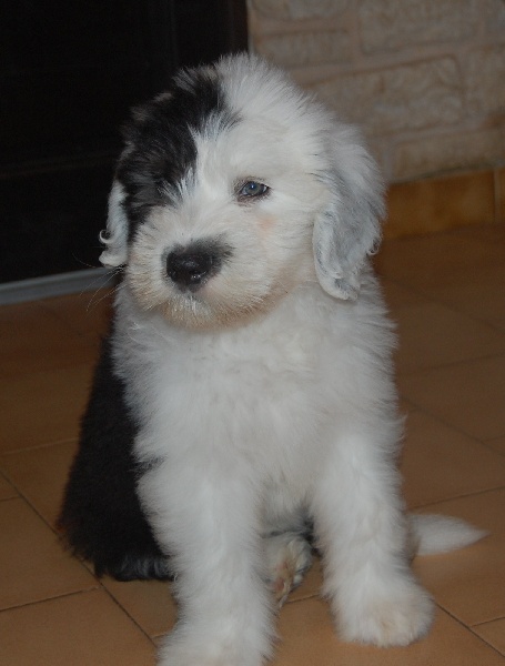 Publication : de la Coupe de Cristal