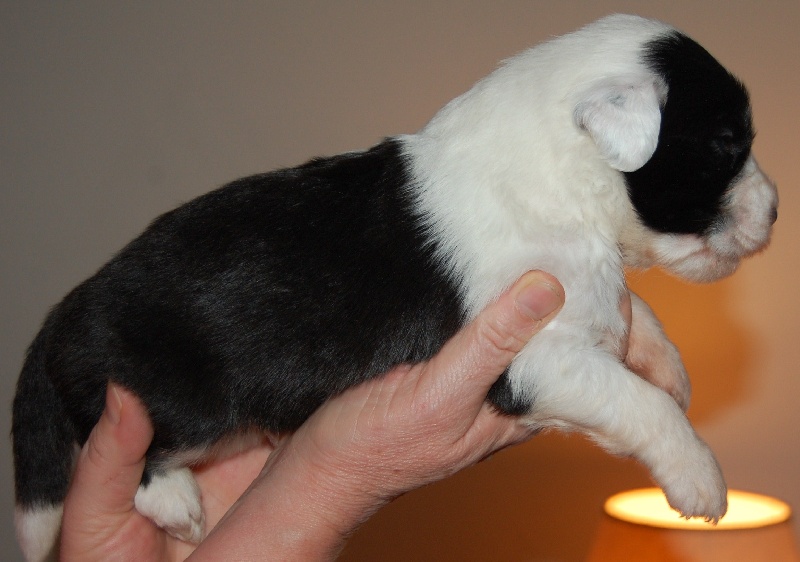 Publication : de la Coupe de Cristal