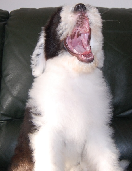 Publication : de la Coupe de Cristal