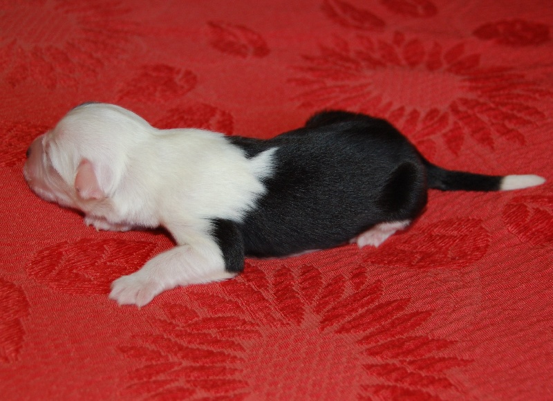 Publication : de la Coupe de Cristal