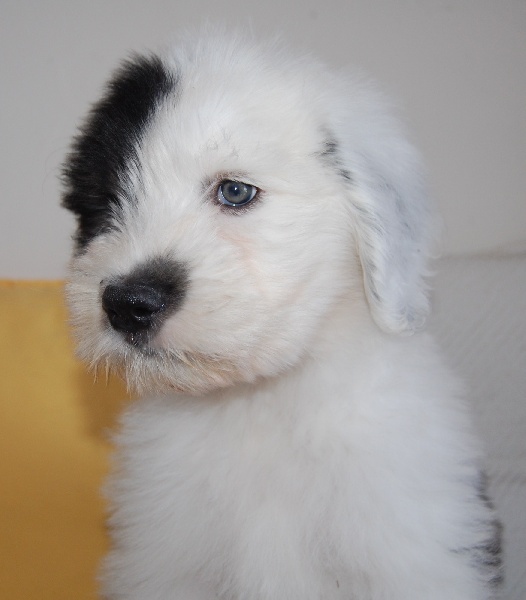 Publication : de la Coupe de Cristal