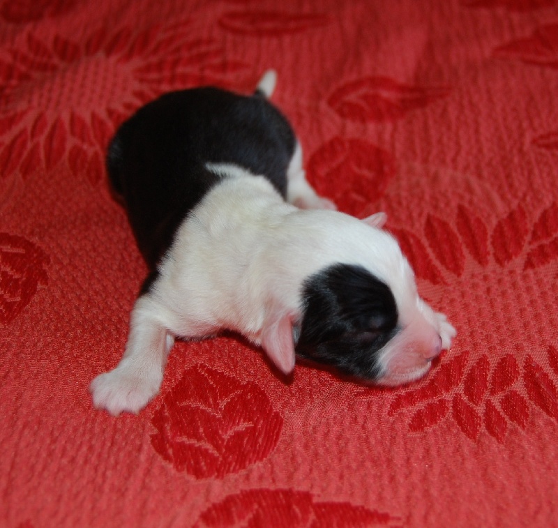 Publication : de la Coupe de Cristal